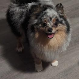 Mayzie - Pomeranian