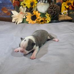 Tootsie Mae - Blue female Boston Terrier puppy in Kingsport, Tennessee from Irish Heart Bostons