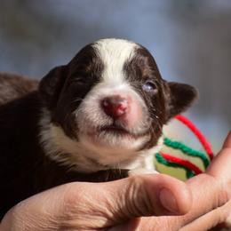 Red green Boy - Red tri-color male Australian Shepherd puppy in Clarkrange, Tennessee from Vom Wolff