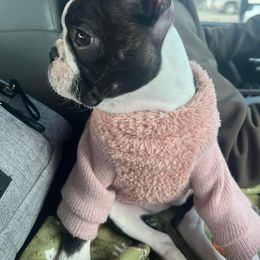 Boston Terrier Puppies from Big Sky Bostons