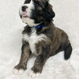 Nutmeg - F1 Small Standard - Sable Bernedoodle puppy in Waco, Texas from Hope Valley Doodles