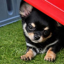 Cash - Black and tan male Chihuahua puppy in Bowdon, Georgia from Paschal's Pups
