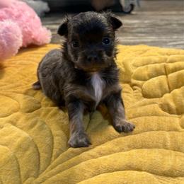 Blue tan boy price: 5,900 - Blue and tan male Chihuahua puppy in Summerfield, Florida from Uey’s Chihuahuas