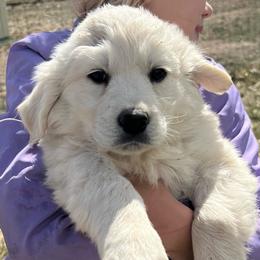 Lily - Light golden female Golden Retriever puppy in Douglas, Wyoming from White River Retrievers