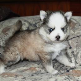 Doc - Gray and white male Pomsky puppy in Chino Valley, Arizona from Rose Peek Pomskies