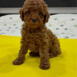 Elenior - Red  male Poodle puppy in Miami, Florida from Sakura Poodles