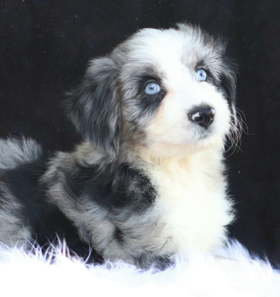 Aussiedoodle, Australian Shepherd, and Miniature Australian Shepherd Puppies from God’s Little Aussies