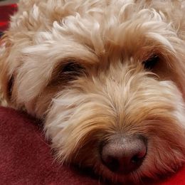 Bernedoodles and Goldendoodles from Valley View Doodles