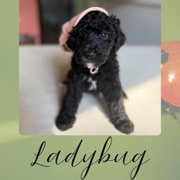 Ladybug - Black female Bernedoodle puppy in Gales Ferry, Connecticut from Schweers Goldens and Doodles