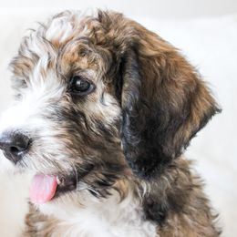 Bernedoodle and Bernese Mountain Dog Puppies from KEE Bernedoodles