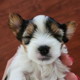 Biewer Terrier and Yorkshire Terrier Puppies from 1.StarDreamPups