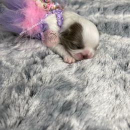 Shih Tzu Puppies from Shurbeez Shih Tzu