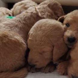 Labradoodle Puppies from Bipsi's Doodles