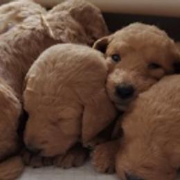 Labradoodle Puppies from Bipsi's Doodles