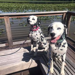 Dalmatian All Grown Up from Prestige Dalmatians