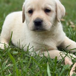 Hazel- first pick female- purple collar - Yellow female Labrador Retriever puppy in Isanti, Minnesota from Four Corners Family Labs