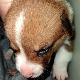 Boy 2 - male Pembroke Welsh Corgi puppy in Kingman, Kansas from Tiny Titans K9