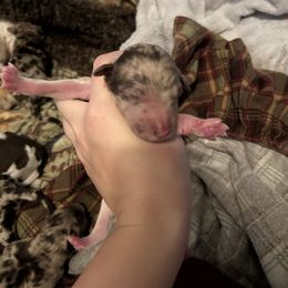 Boy 2 - Parti male Poodle puppy in Livingston, Louisiana from Hades Flame Kennel