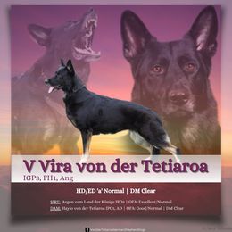 Vira - German Shepherd