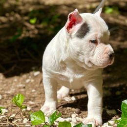 Slade - White American Bully puppy in Nashville, Tennessee from SimplyBullies
