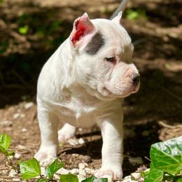 Slade - White American Bully puppy in Nashville, Tennessee from SimplyBullies