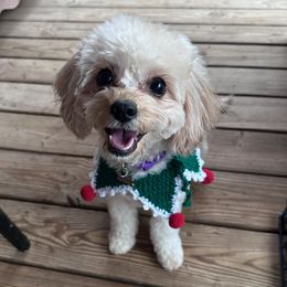 Gracie - Cavapoo