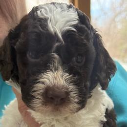 Gravy - Brown male Lagotto Romagnolo puppy in Chicago, Illinois from Midwest Lagotto Romagnolo