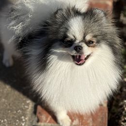 Duchess - Wolf sable female Pomeranian puppy in Kilgore, Texas from 5 Star Poms