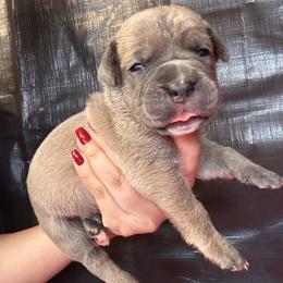 Formentino 1- Red Collar - Gray and fawn male Cane Corso puppy in Compton, California from Urban League Cane Corso