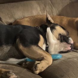 French Bulldogs from Dales NoTails