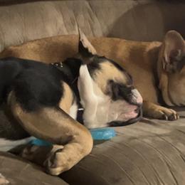 French Bulldogs from Dales NoTails