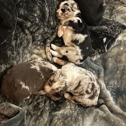 Australian Shepherd Puppies from M3 Sassafrass Ranch
