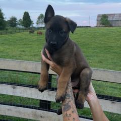 Girl 3 - Mahogany female Belgian Malinois puppy in Paris, Kentucky from Z Domu Niedzwiedzia Malinois