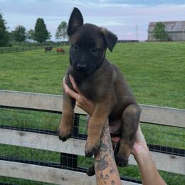 Girl 3 - Mahogany female Belgian Malinois puppy in Paris, Kentucky from Z Domu Niedzwiedzia Malinois