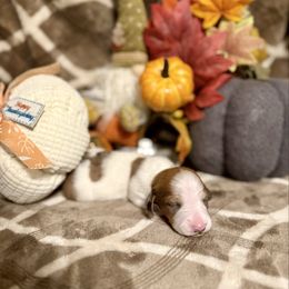 Jon - Piebald male Dachshund puppy in Deming, New Mexico from FoxieDoxies of New Mexico