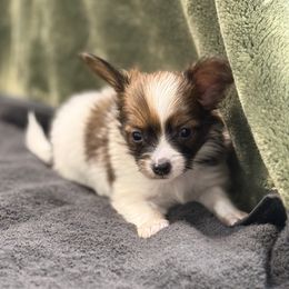 Papillon puppies from Tiffany's Papillons