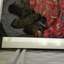 Big boy - Black brindle male Cane Corso puppy in Winchester, Virginia from Paladin's Cane Corsos