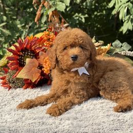 White Bow OFA - Red female Cavapoo puppy in Evart, Michigan from Northern’s Cute Cuddly Cava Poos