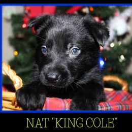 German Shepherd Puppies from Black Beauty Shepherds