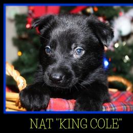 German Shepherd Puppies from Black Beauty Shepherds