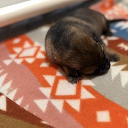 German Shepherd Puppies from Smithcoshepherds