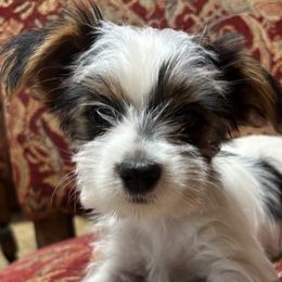 Yoda Bear - Yorkshire Terrier