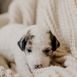 Benedict (Benny) - Merle male Sheepadoodle puppy in Patterson, California from Dooling Doodles
