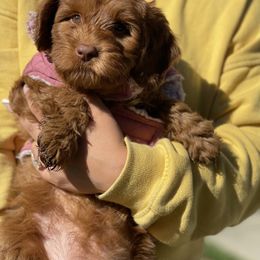 Australian Labradoodle and Labradoodle Puppies from Doodles_Ko