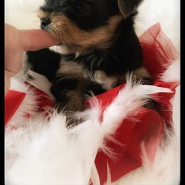 Yorkshire Terrier Puppies from Suzi Wilkerson