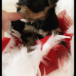 Yorkshire Terrier Puppies from Suzi Wilkerson