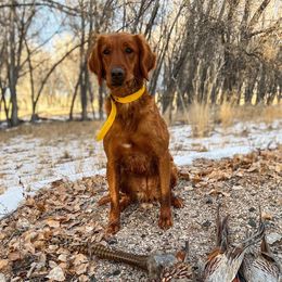 Fancy - Golden Retriever