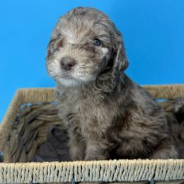 Hazelnut - Merle male Sheepadoodle puppy in Greeneville, Tennessee from Smokey Mountain Sheepadoodles