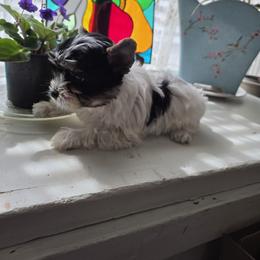 Girl 4 - Parti female Yorkshire Terrier puppy in Ft Worth, Texas from Susan''s Parti Yorkies