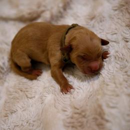 Asiago - Golden male Golden Retriever puppy in Dayton, Minnesota from Akoya Kennels